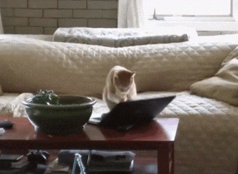 cat typing gif
