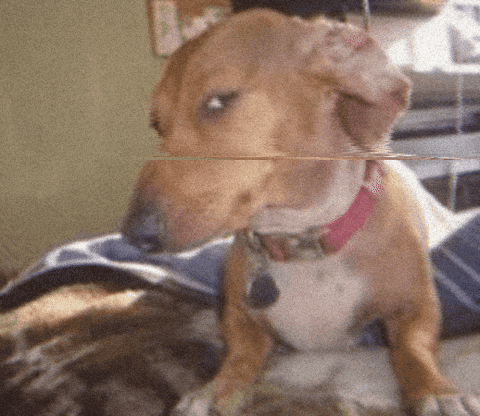 side eye dog meme gif by dnewmie