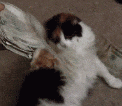 watching make it rain gif