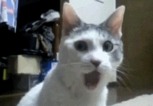 shocked cat gif